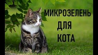 Микрозелень для кота. Травка для животных.