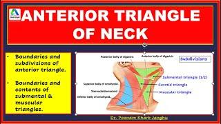 Anterior Triangle of the Neck | Anterior Triangle Neck Anatomy  - boundaries, subdivisions |