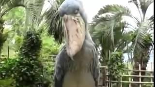 Shoebill Stork sounds like a Predator.