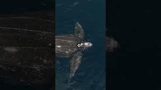 Sea Turtles: Secrets of the Ocean’s Oldest Travelers! 2025