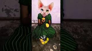 meow jiske Dole Shole  cute  funny  cute cat  video