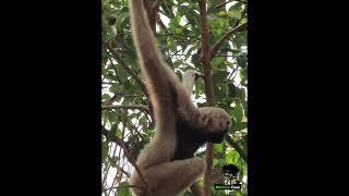 Animals Lovely | WC_00026  #wildlifecare #animal #gibbon