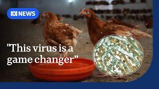 Experts fear the worst is yet to come if the H5N1 strain of bird flu arrives in Australia | ABC News