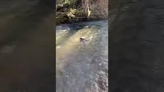 Corgi Can't Swim Up River || ViralHog