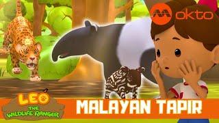 ONLY TAPIR species found in Southeast Asia? | Leo the Wildlife Ranger Spinoff S4E11 | @mediacorpokto