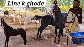 Asif bhai laaye line wale ghode in Akluj Horse market | baby horses | stallion  | marwad & nukre