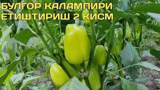 Булгор калампири етиштириш 2 кисм/bulgor qalampiri yetishtirish