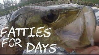 Absolutely Crushing Snook At The Spillway!!!