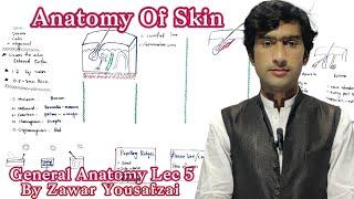 Anatomy of skin by Zawar yousafzai. medexplora .