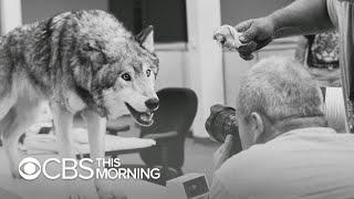 An inside look at photographing a wolf – on Sunset Boulevard