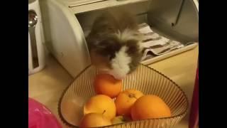 A fruit thief in the kitchen!