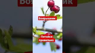 Боярышник  польза для организма #здоровоепитание #питайсяправильно