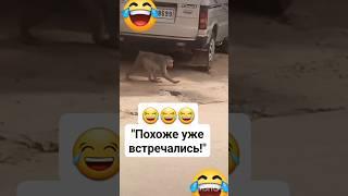 Юмор #подпишись #смех #приколы #топ #тренды #smile #путешествия #ржака
