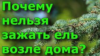 Почему нельзя сажать ель возле дома?