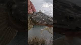 When the water is murky after rain, try using a white lure to stand out #fishing #fishingaustralia