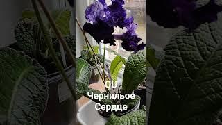 OU Чернильное сердце.