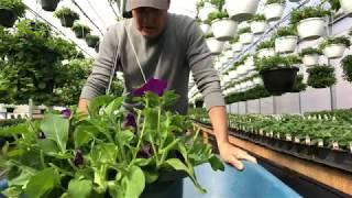 How and why to trim your hanging baskets...