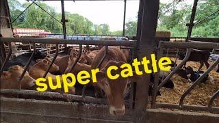. "Busy Morning & Calves at Grass | Farming Life Today"