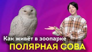 Друг Гарри Поттера и ужас грызунов - полярная сова! / Интересные факты о совах / ШКИТ про животных