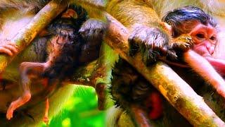 OMG !! Wild monkeys give birth at high risk, causing babies to fall from trees