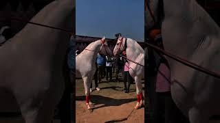 5.99 cared rupees horse all over world 40 horses #horse #trending