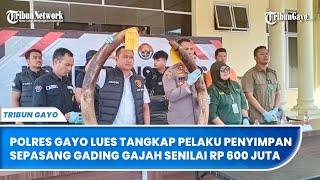 Polres Gayo Lues Tangkap Pelaku Penyimpan Sepasang Gading Gajah Senilai Rp 600 Juta