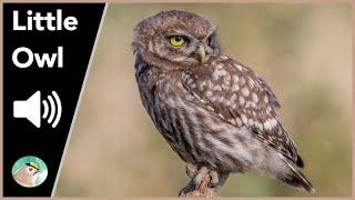 Little Owl - Sounds