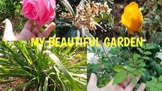 My Garden Tour | My Beautiful Garden | Floral,Fruit & Kitchen Garden | Variety Vision