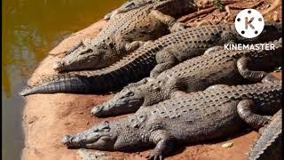 guentou diassite,, crocodiles par serigne djily