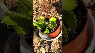 Venus fly trap VS WASP #2 #flytrap #viral #travel #venusflytrap #plants #wasp #fyp #fypシ゚viral