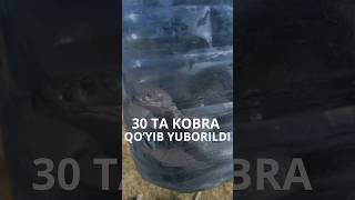 Toshkentda fuqaro 30 dona kobrani ko‘chaga qo‘yib yubordi #ozbekiston #news