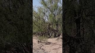 5 Acres in Deming, NM Surrounded by Agriculture! #deming #newmexico #mountainviews