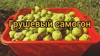 Самогон из груши