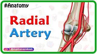 Radial artery Anatomy Animation : Course﻿, Branches, ﻿Clinical aspects - Usmle review