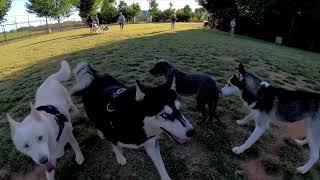 Dog Park TV the Dog Zone had a record 7 Huskies show up to play.