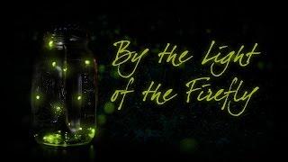 "By the Light of the Firefly" creepypasta ― Chilling Tales for Dark Nights