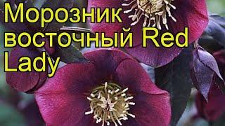 Морозник восточный Ред Леди. Краткий обзор, описание характеристик helleborus orientalis Red Lady