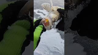 СУДАК ПРОГЛОТИЛ БАЛАНСИР. ЛОВЛЯ СУДАКА НА РЕКЕ ВОЛГА.ЗИМНЯЯ РЫБАЛКА.FISHING. #fishing #shorts #short