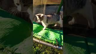 We are little kittens and we also love Trampoline