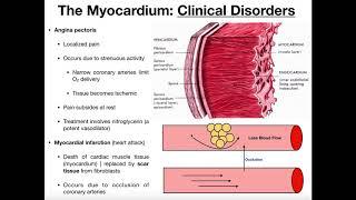 More Physiology of the Myocardium