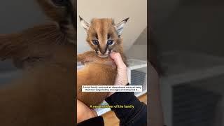 Abandoned caracal baby #wildliferescue #animals #animalfriendshipgoals#caracal #lovestory #rescue