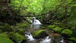 Mountain Stream, Birds Chirping, Forest Sounds for Sleeping