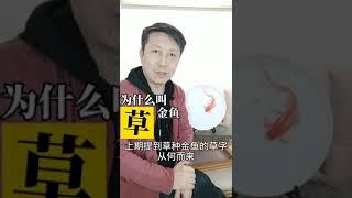 金鱼文化 第16集 - 为什么叫 草金鱼