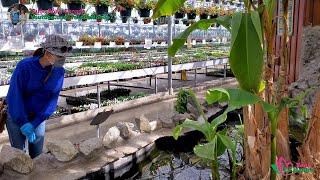 Tham quan vườn ươm tây lớn nhất Vancouver chuyên về cây giống 528》 Devan Greenhouse Abbotsford BC