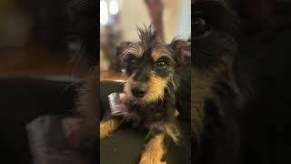 Yall like his Mohawk I got chase together️ #memes #dog #viral #explre #foryou