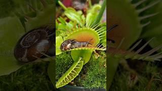 Greatest escape from the stomach of a venus fly trap #shorts