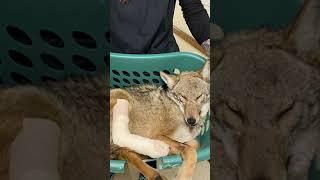 Rescuing an Injured Coyote With the DuPage Forest Preserves