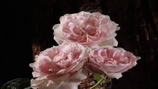 Rose 3 buds opening into flowers & dying time lapse