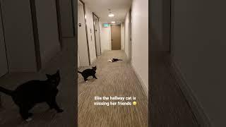 Elie the hallway cat ️