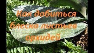 Как добиться блеска листьев любых орхидей : совмещаем приятное с полезным !